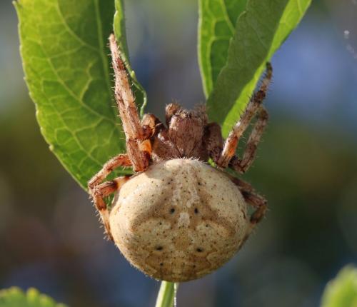 Araneus angulatus